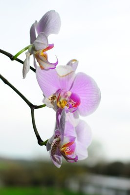 3 mauves_4474612676_l.jpg